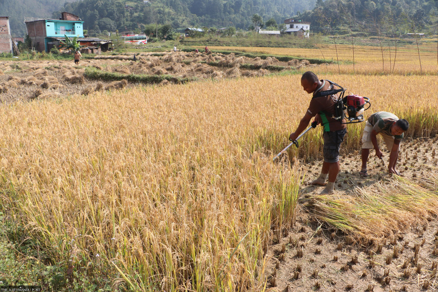 Lumbini is self-sufficient in food production, officials say