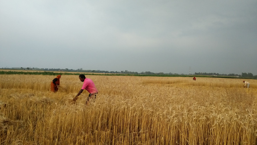 Wheat harvest likely to be less due to long dry winter