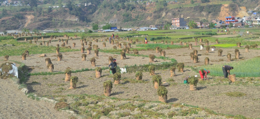 Potato farmers all smiles because of steady prices and strong demand