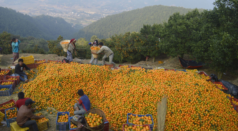 Nepal’s economy on road to recovery, economists say