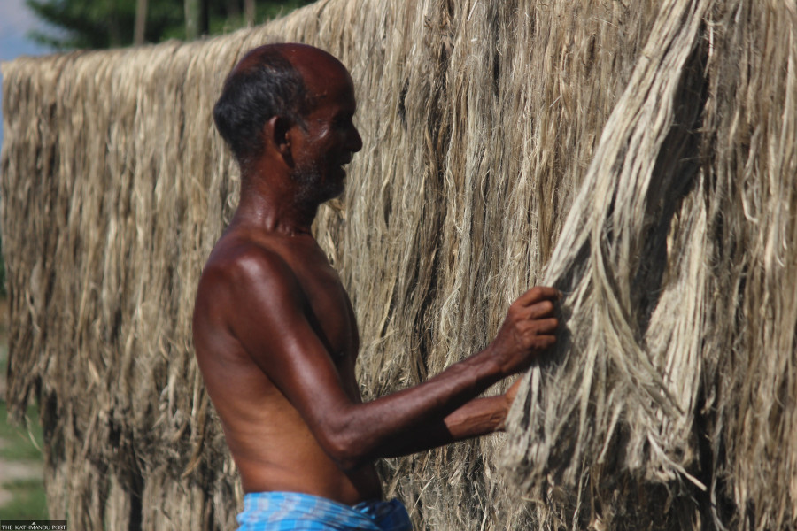 Jhapa jute farmers stare at an uncertain future as crop productivity falls