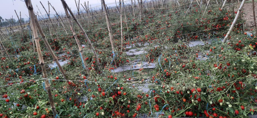 Vegetables rot in the fields as lockdown paralyses market