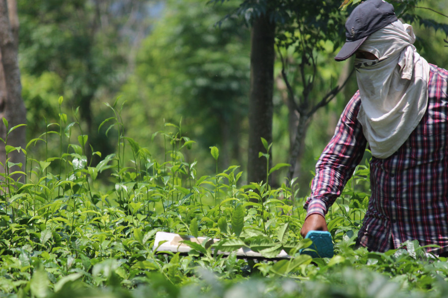 Hit by delayed first flush, tea growers worried about later harvests