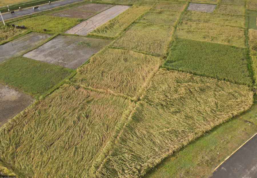 Nepal announces record Rs5.52 billion payout for paddy farmers