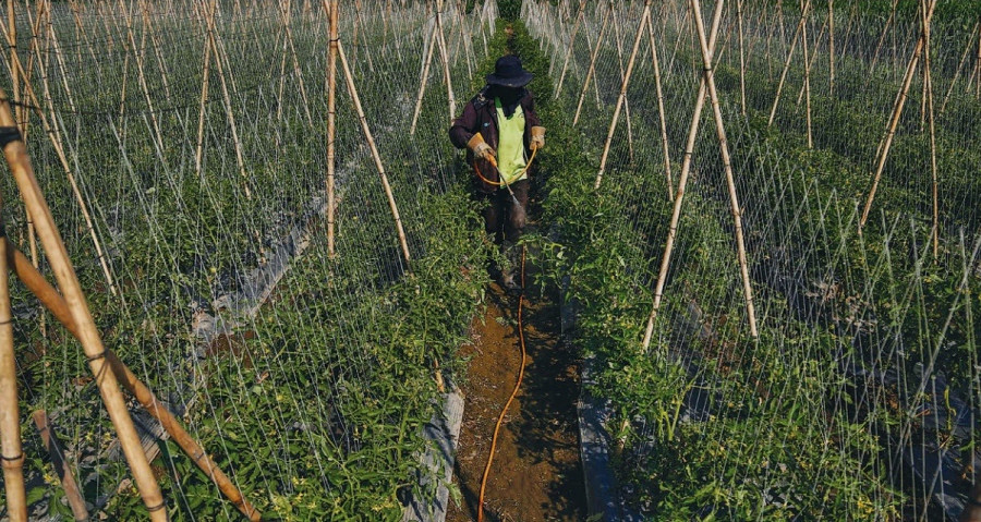 Pesticides use on vegetables continues but more is being used to fight climate change impact