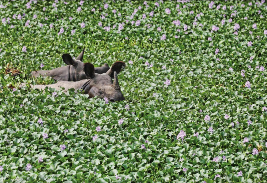 After delays, authorities gear up to count country’s rhinos this season
