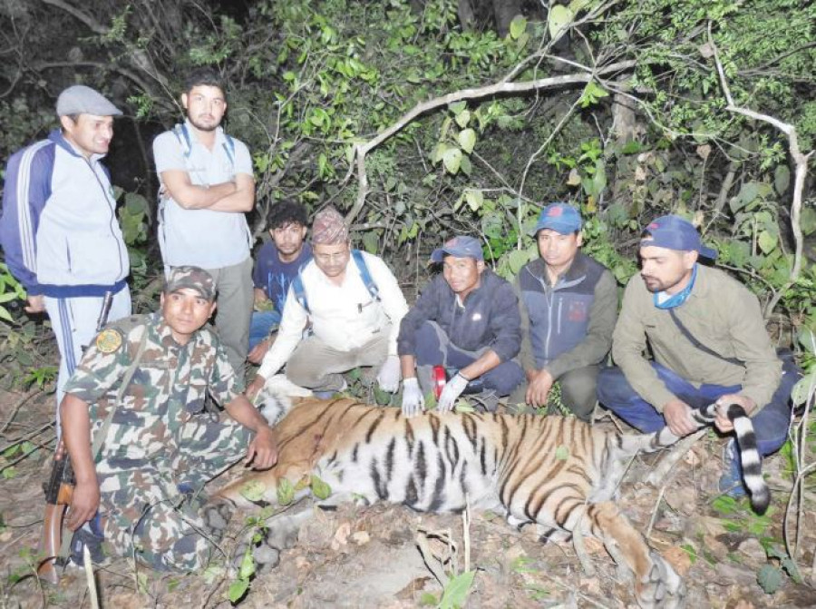 Tiger kills yet another person in Bardiya, this time a mahout involved in rhino count