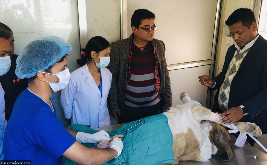 Campaign launched to sterilise stray dogs in Besisahar