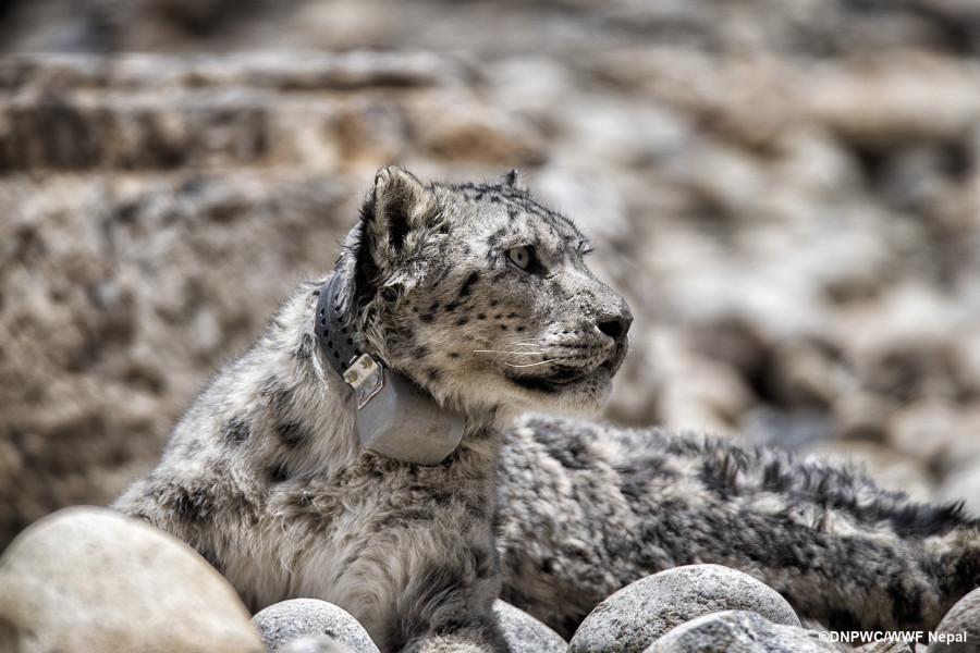 Officials hope data on two snow leopards movement will help in conservation efforts