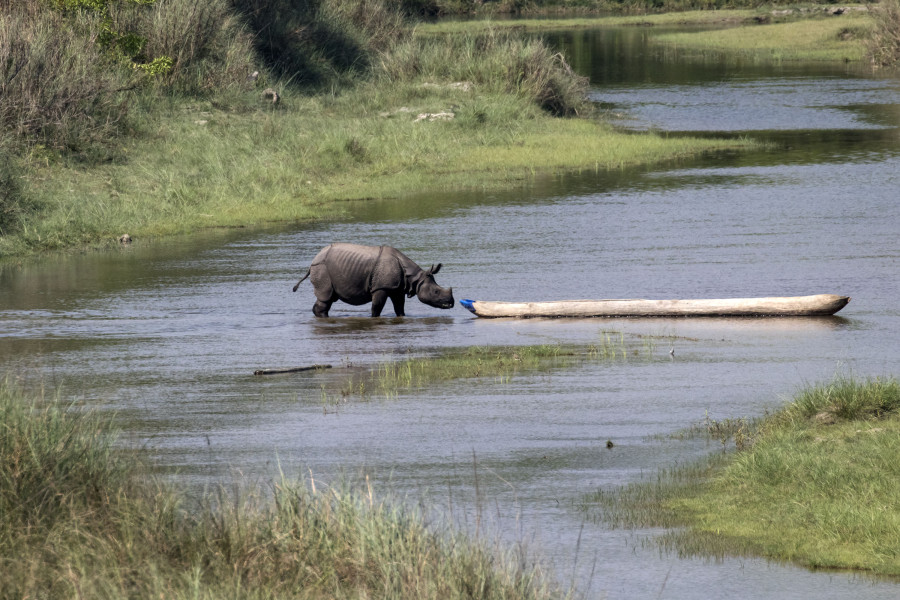 Nepal has 752 one-horned rhinos, new census reveals
