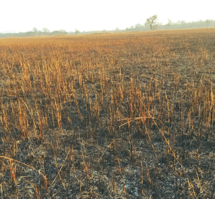 Grassland management begins in Suklaphanta National Park