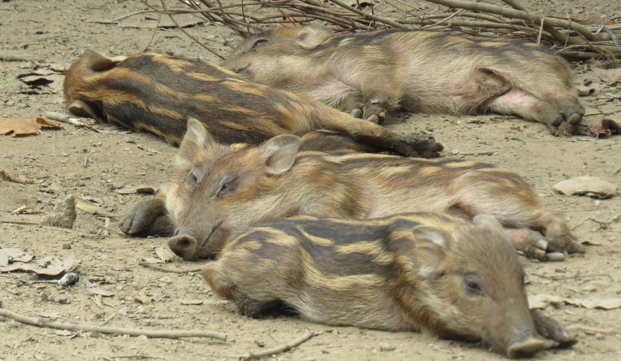 Wild boar menace continues in Chitwan