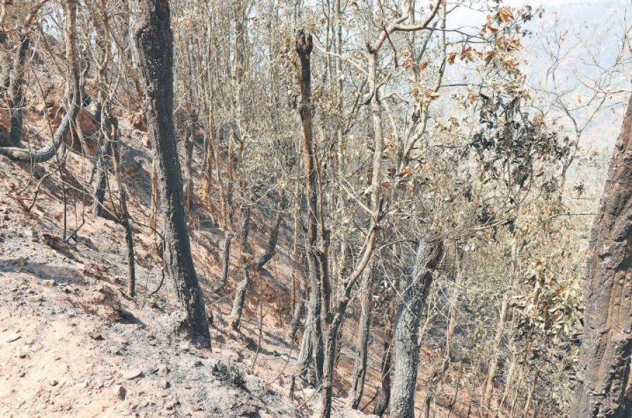 Community forest in Palpa engulfed in wildfire for the last three days