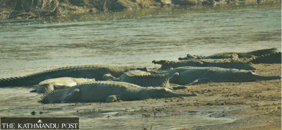 Natural breeding of gharials seen at Dudhaura along Rapti river