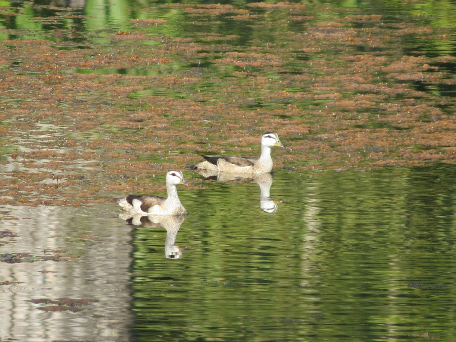 Ghodaghodi lake area being developed into bird habitat