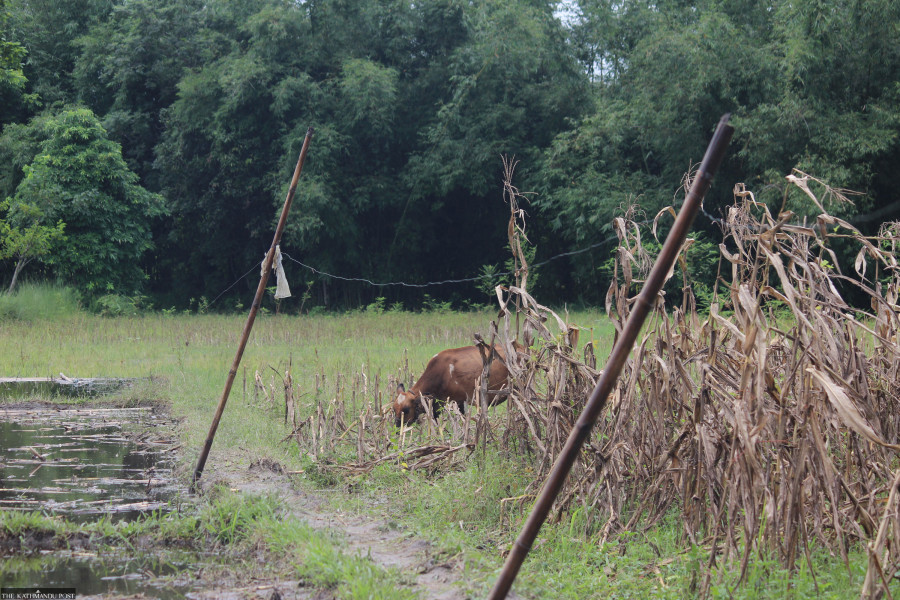 Jhapa residents losing lives to electric fences, elephant attacks
