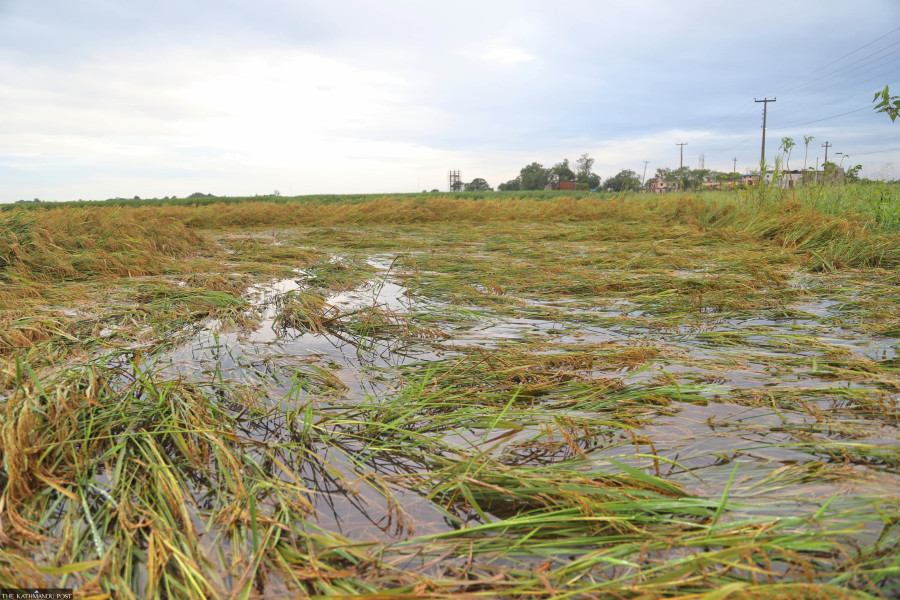 Rains damage ripe paddy crops in several districts