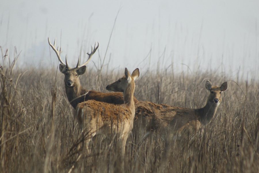 Suklaphanta National Park fails to attract visitors