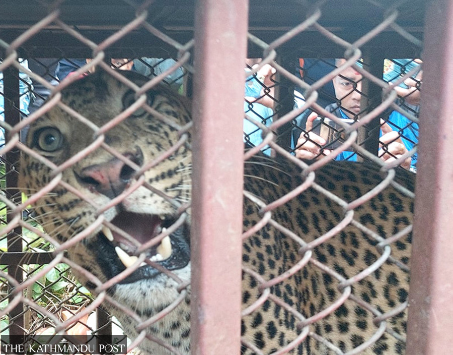 11 children killed in leopard attacks in four years in Tanahun