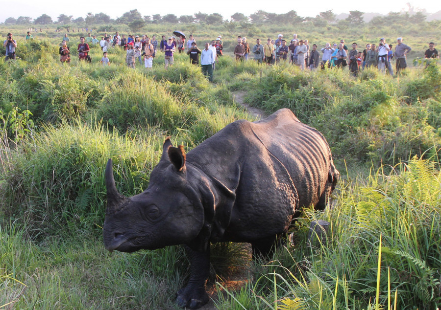 Nationwide rhino census to begin from March 22