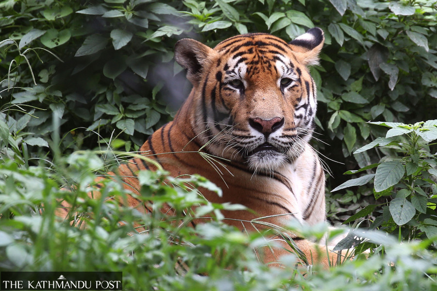 Officials hope for rise in tiger numbers amid new and emerging threats