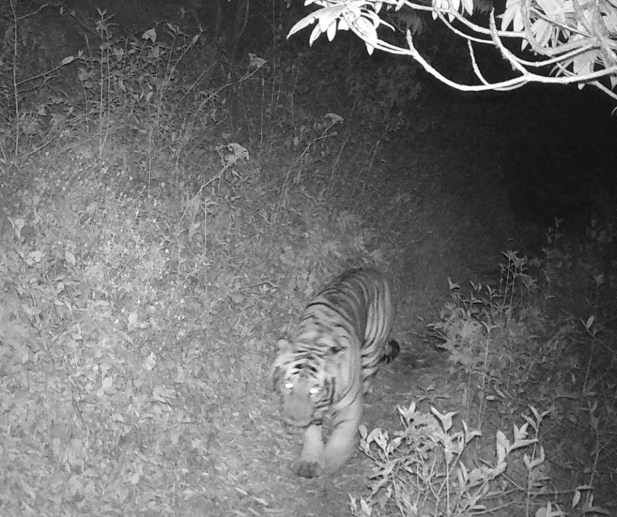 Wildlife experts believe there could be more tigers living in hill areas