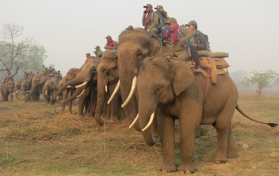 Rhino census in Chitwan affected after a wild elephant attacks counting team