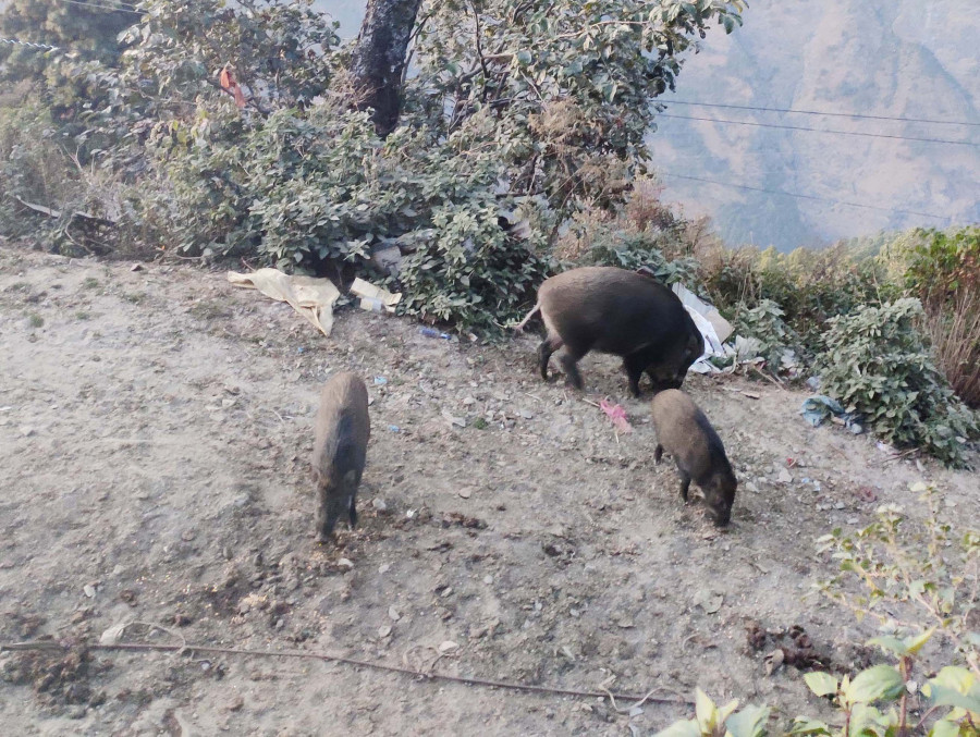 The boar of Langtang
