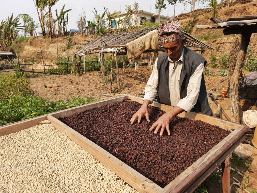 Money from coffee cherry skins