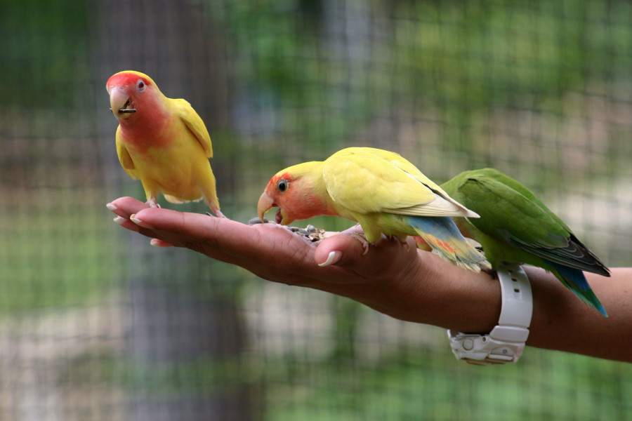 Bright as a bird