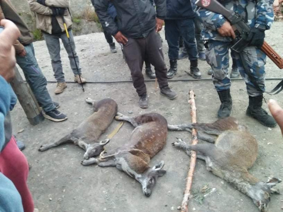 Poaching and smuggling of musk deer on rise in Mustang forests