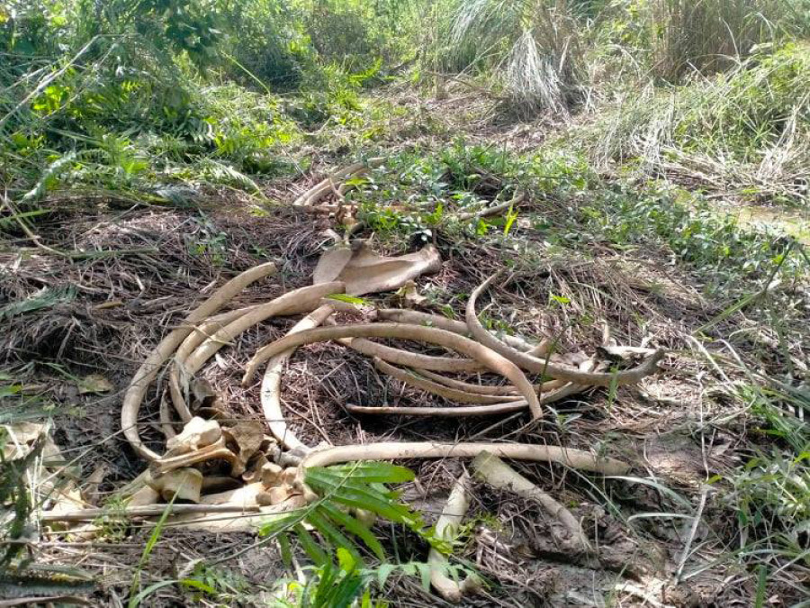 Six rhinos found dead in Chitwan National Park within first month of this fiscal year