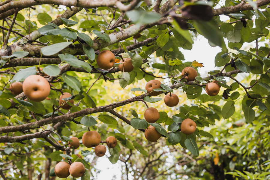 Cold store proves a boon to fruit farmers in Dhankuta