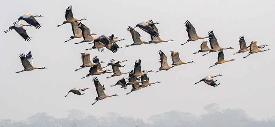 Conservationists worried about dwindling number of common cranes