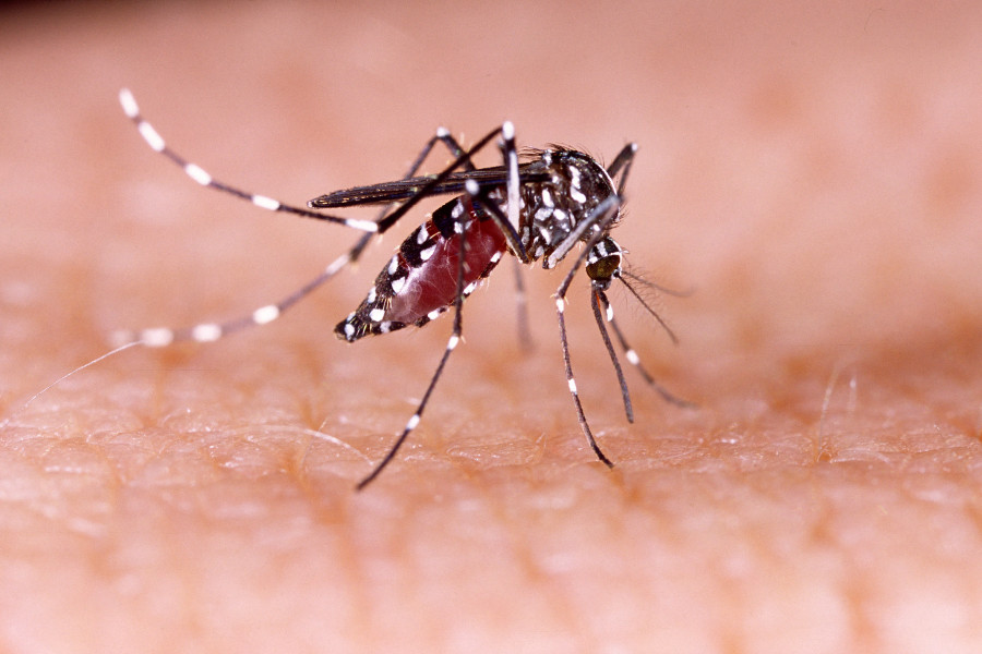 Kala-azar and dengue reported in Okhaldhunga, Kalikot and Myagdi