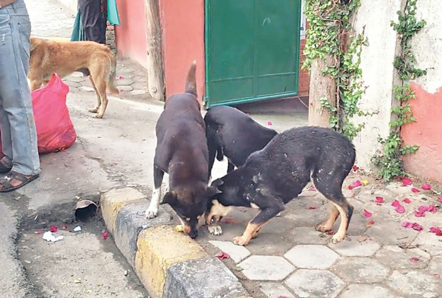Dogs that bite