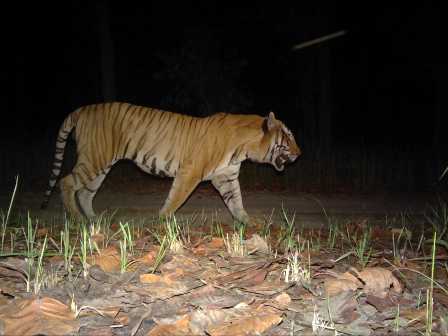 Census shows increase in tiger population in Shuklaphanta after four years