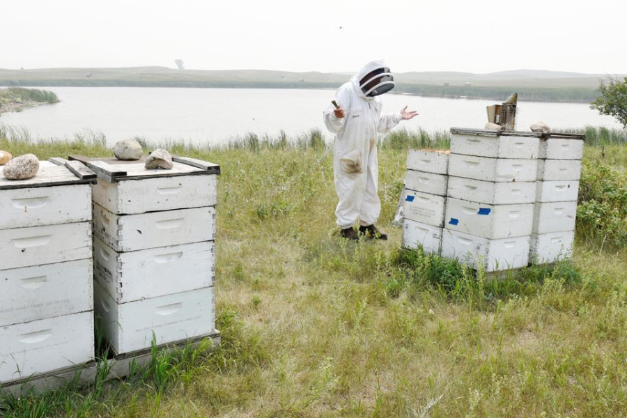 Stung by climate change: Drought-weakened bee colonies shrink US honey crop, threaten almonds