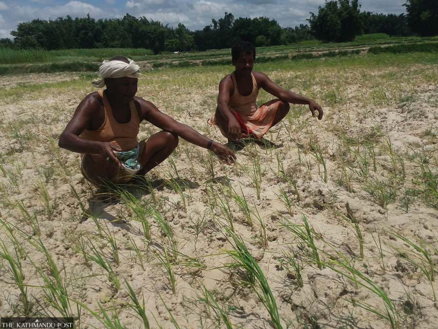 A dry spell in mid-monsoon pushes hundreds in Banke to migrate to India