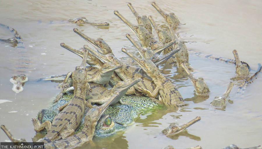 Human activities pushing gharials to the brink