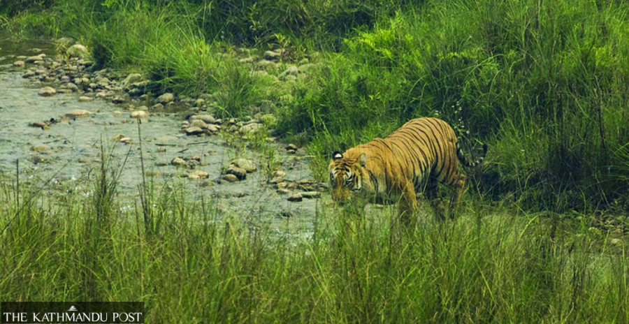 Tigers return in Nepal; their number now reaches 355