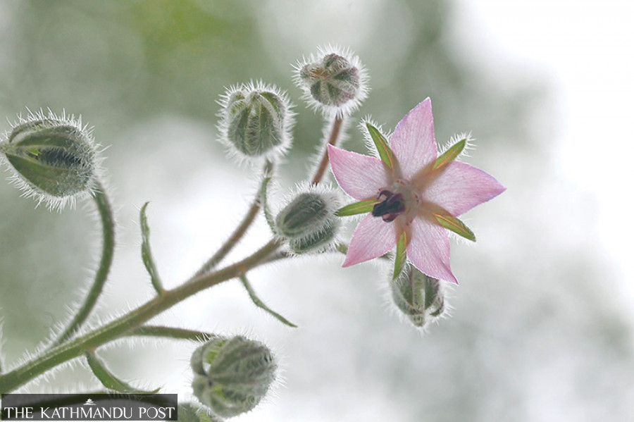 Environmental toxicity and climate crisis threaten Nepal’s medicinal plants