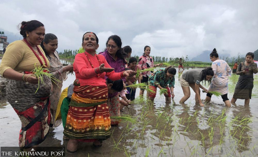 Paddy Plantation Festival held in Pokhara