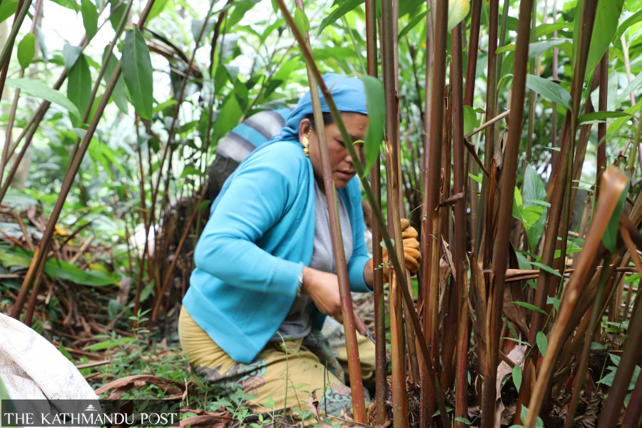 Low price threatens future of large cardamom farming