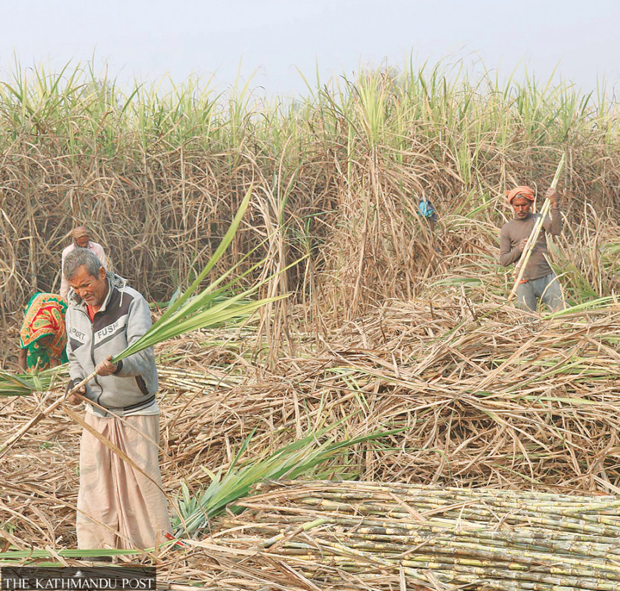 Government admits sugar mills still owe Rs80 million to farmers