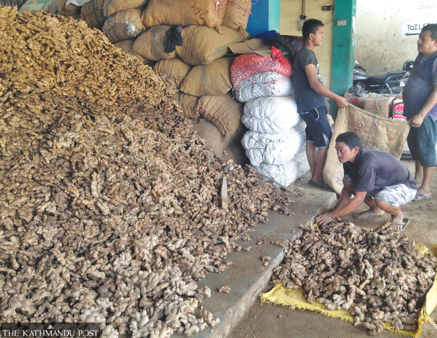 Ginger farmers face hard times after market crashes