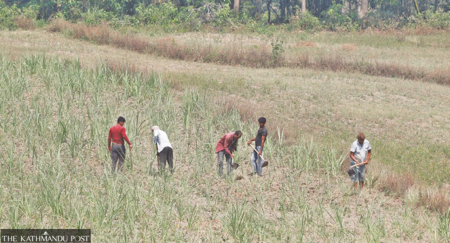 Delayed paperwork freezes Rs60 m of farmers’ subsidy