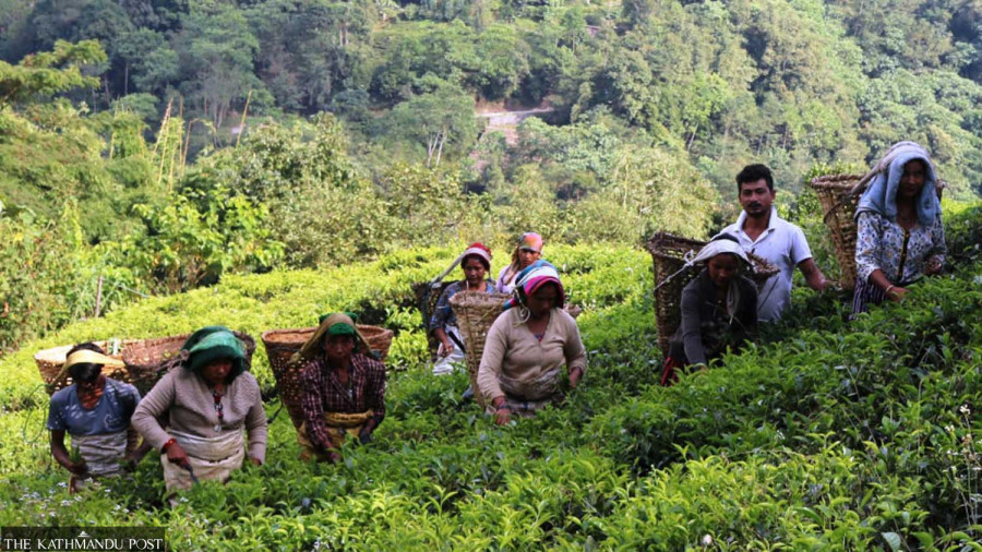 Nepal’s tea sector sees trouble brewing as India mulls restrictions on imports