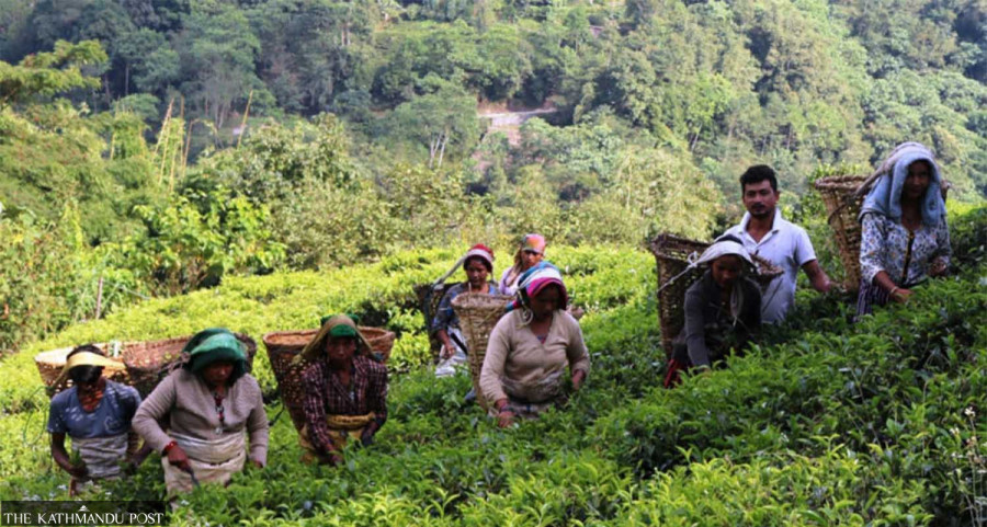 In hot water amid looming India import curbs, tea growers seek government help