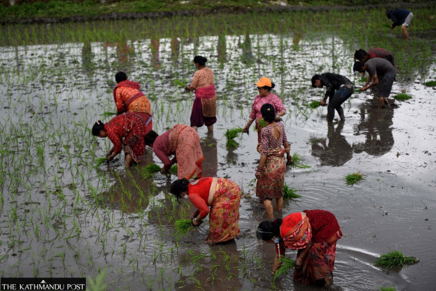 Crippling fertiliser shortage clouds Paddy Day celebrations for thousands of farmers